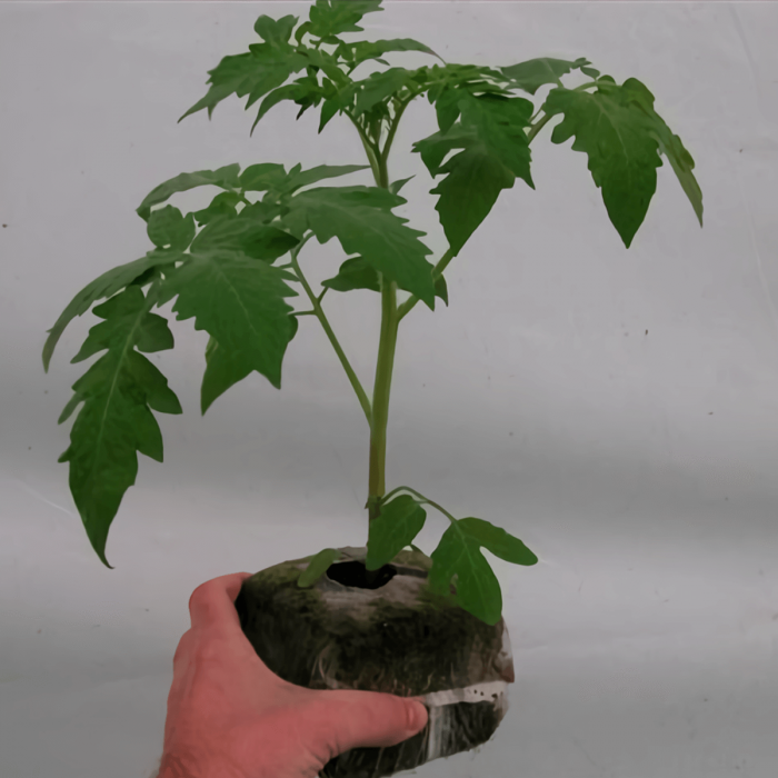 germinador Jiffy Block de coco, 10x10cm, plantas.
