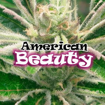 Semillas de Marihuana American Beauty de Dr. Underground, cogollo con logo.