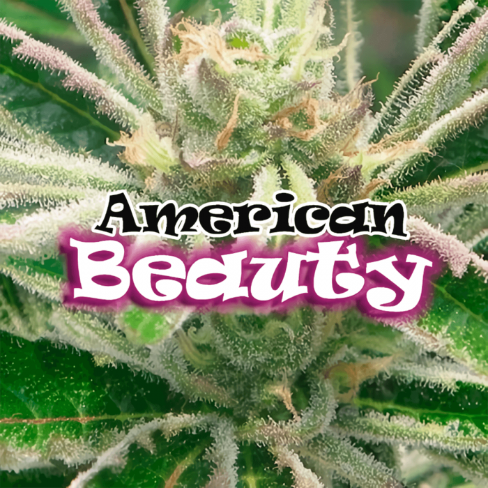 Semillas de Marihuana American Beauty de Dr. Underground, cogollo con logo.