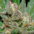 Semillas de Marihuana American Beauty de Dr. Underground, resina.