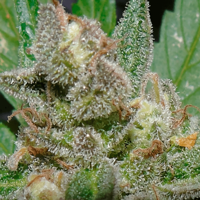 Semillas de Marihuana American Beauty de Dr. Underground, resina.