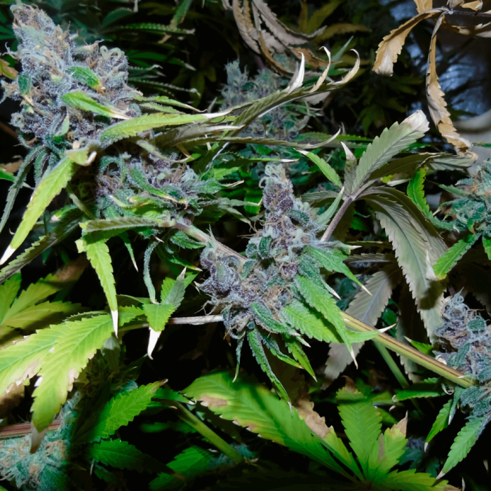 Semillas de Marihuana American Beauty de Dr. Underground, cogollo.
