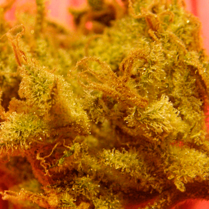 Semillas de Marihuana Kong 47 de Dr. Underground, resina.