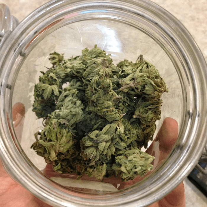Semillas de Marihuana Kong 47 de Dr. Underground, cogollos secos.