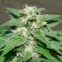 Semillas de Marihuana Kong 47 de Dr. Underground, cogollo.