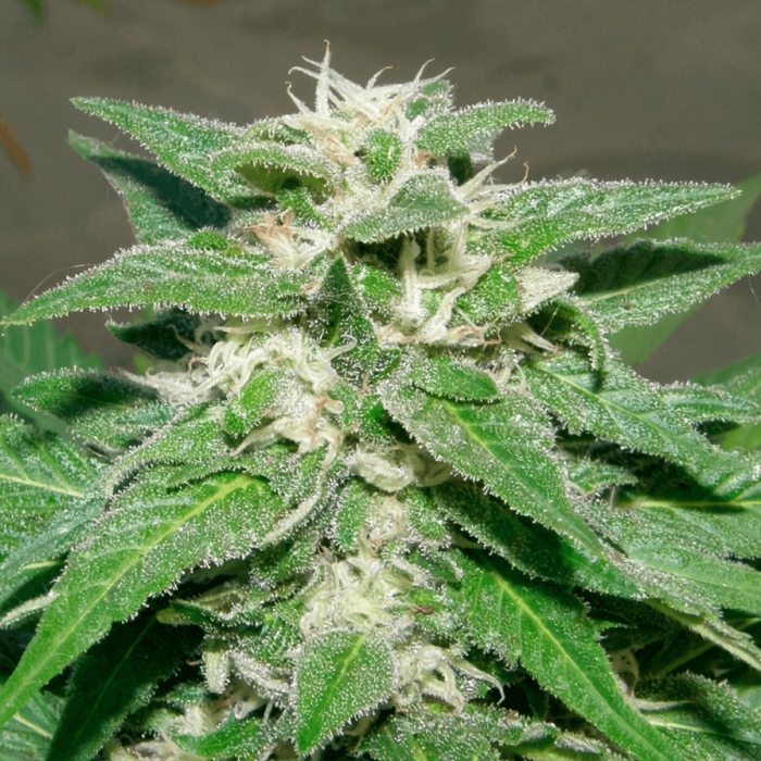Semillas de Marihuana Kong 47 de Dr. Underground, cogollo.