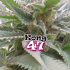 Semillas de Marihuana Kong 47 de Dr. Underground, cogollo con logo.