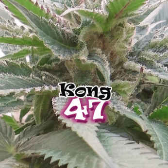 Semillas de Marihuana Kong 47 de Dr. Underground, cogollo con logo.