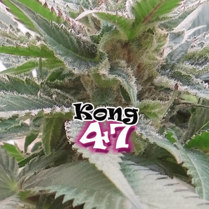 Semillas de Marihuana Kong 47 de Dr. Underground, cogollo con logo.