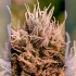 Auto Jack Diesel Express de Positronic Seeds - Semillas de marihuana autofloreciente
