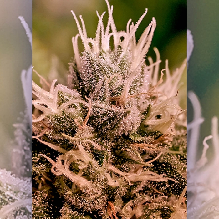 Auto Jack Diesel Express de Positronic Seeds - Semillas de marihuana autofloreciente