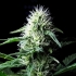 Semillas de Marihuana Auto Z Valley de Positronics Seeds, cogollo.