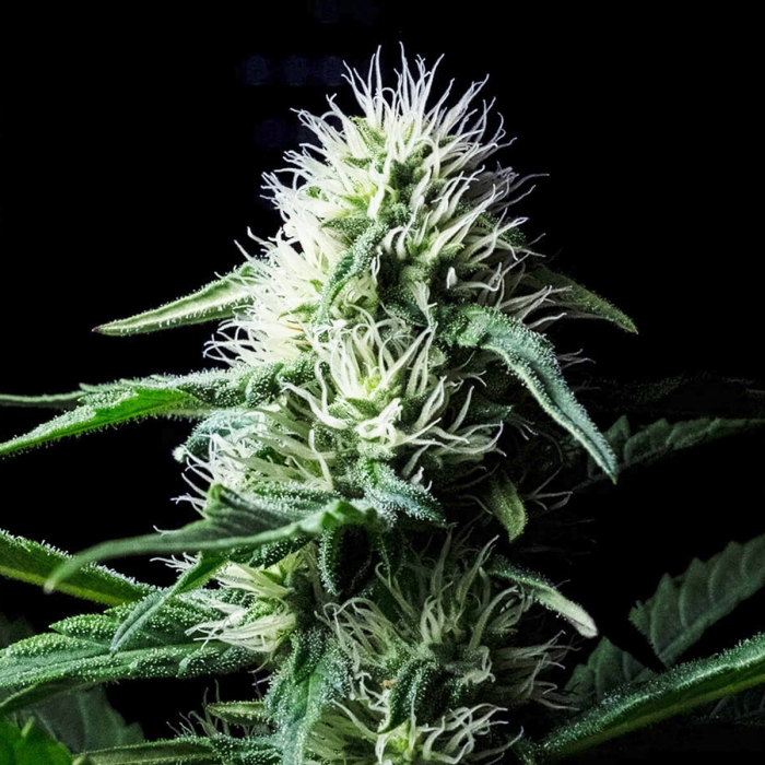 Semillas de Marihuana Auto Z Valley de Positronics Seeds, cogollo.