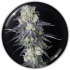 Semillas de Marihuana Mintzkittlez de Medical Seeds, resina.