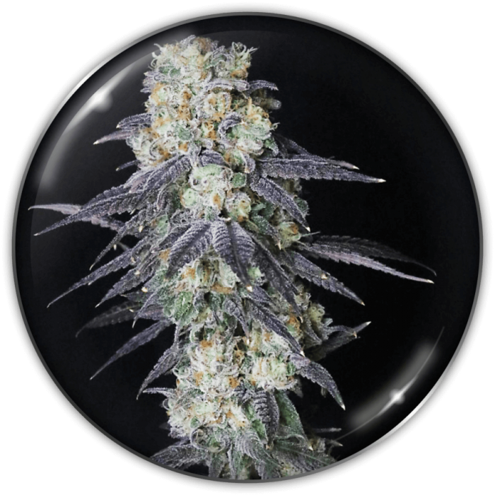 Semillas de Marihuana Mintzkittlez de Medical Seeds, resina.