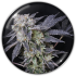 MINTZKITTLEZ (Medical Seeds)