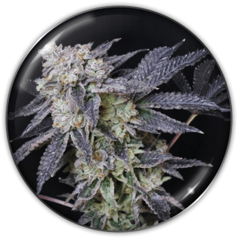 Semillas de Marihuana Mintzkittlez de Medical Seeds, cogollo.