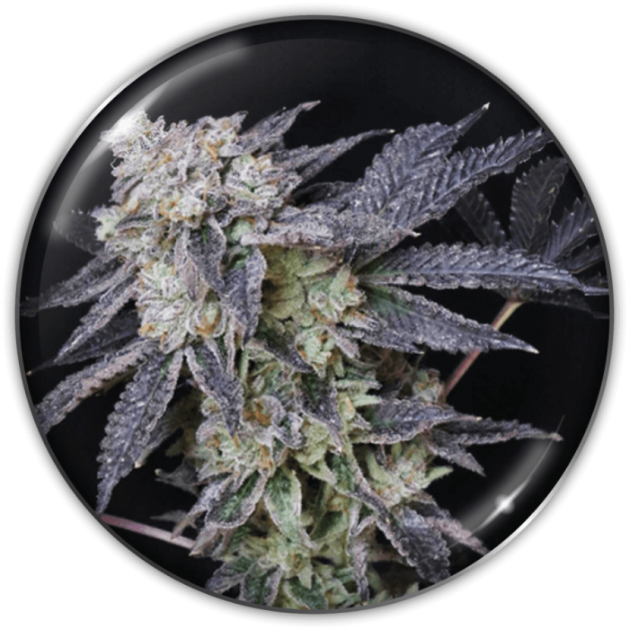 Semillas de Marihuana Mintzkittlez de Medical Seeds, cogollo.