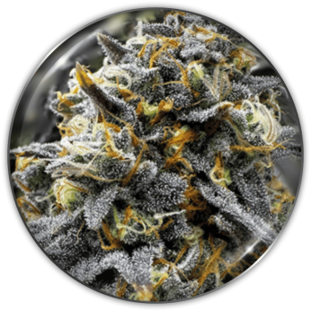Semillas de Marihuana Medical Donuts de Medical Seeds, cogollo.