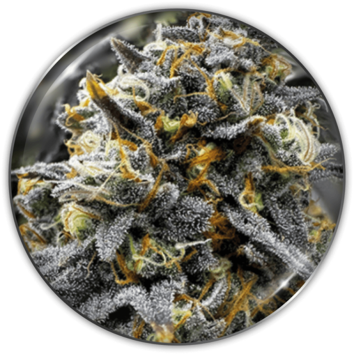 Semillas de Marihuana Medical Donuts de Medical Seeds, cogollo.