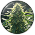 BIORELIEF CBD (Medical Seeds)