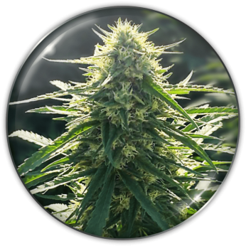 Biorelief CBD de Medical Seeds - Semillas feminizadas.