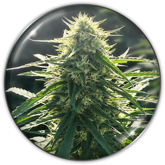 Biorelief CBD de Medical Seeds - Semillas feminizadas.