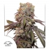 Semillas de marihuana feminizadas autoflorecientes Auto Candy Bubatz XL de Dutch Passion Seeds, cogollo.