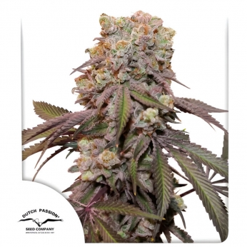 Semillas de marihuana feminizadas autoflorecientes Auto Candy Bubatz XL de Dutch Passion Seeds, cogollo.
