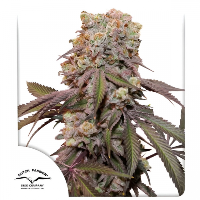 Semillas de marihuana feminizadas autoflorecientes Auto Candy Bubatz XL de Dutch Passion Seeds, cogollo.