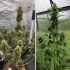 Semillas de marihuana feminizadas autoflorecientes Auto Candy Bubatz XL de Dutch Passion Seeds, plantas.