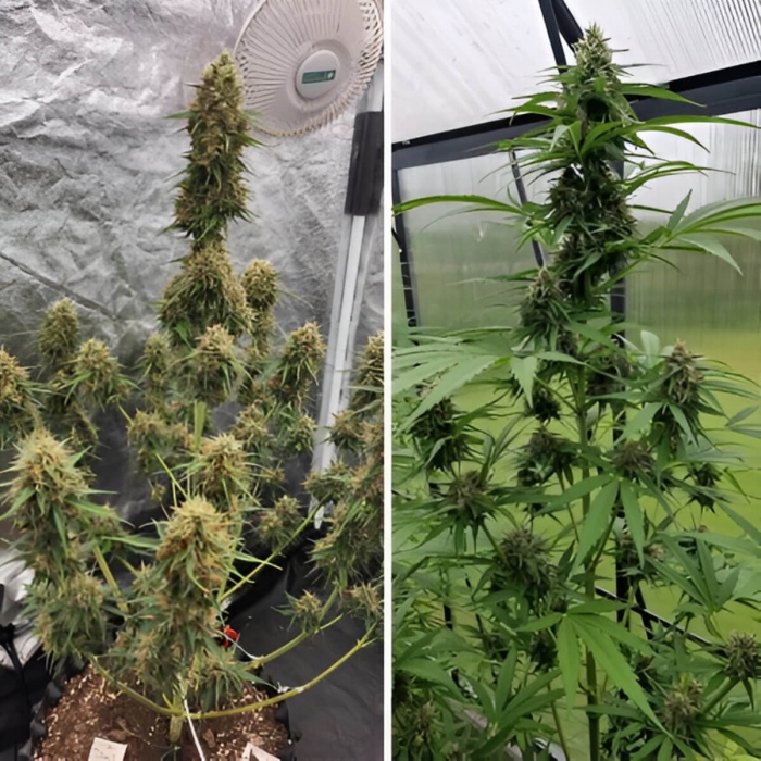 Semillas de marihuana feminizadas autoflorecientes Auto Candy Bubatz XL de Dutch Passion Seeds, plantas.