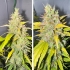 Semillas de marihuana feminizadas autoflorecientes Auto Candy Bubatz XL de Dutch Passion Seeds, cogollos.