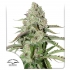 AUTO COLORADO COOKIES (Dutch Passion Seeds)