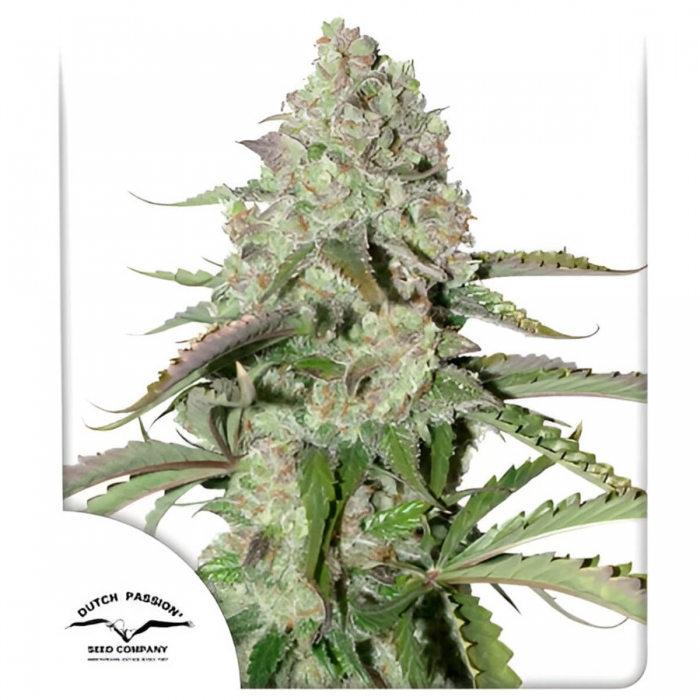 Auto Colorado Cookies de Dutch Passion - Semillas de marihuana autoflorecientes feminizadas, punta principal.