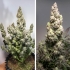 Auto Colorado Cookies de Dutch Passion - Semillas de marihuana autoflorecientes feminizadas, interior.