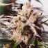 Auto Colorado Cookies de Dutch Passion - Semillas de marihuana autoflorecientes feminizadas, resina.