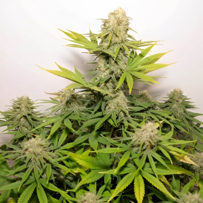 Auto Colorado Cookies de Dutch Passion - Semillas de marihuana autoflorecientes feminizadas, planta.
