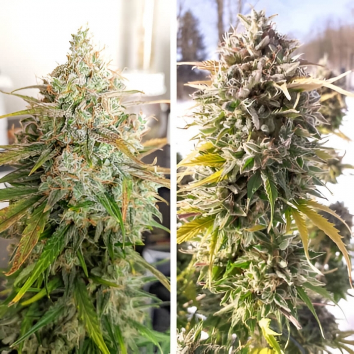 Auto Colorado Cookies de Dutch Passion - Semillas de marihuana autoflorecientes feminizadas, cogollos.