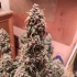 Auto Desfrán de Dutch Passion - Semillas de marihuana autofloreciente, cogollo.