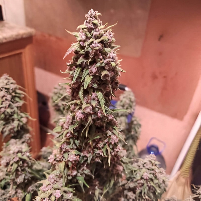 Auto Desfrán de Dutch Passion - Semillas de marihuana autofloreciente, cogollo.
