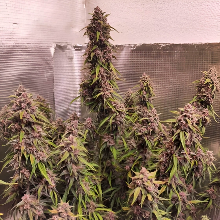 Auto Desfrán de Dutch Passion - Semillas de marihuana autofloreciente, planta de interior.