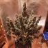 AUTO DESFRAN (Dutch Passion Seeds)