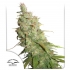 Auto Desfrán de Dutch Passion - Semillas de marihuana autofloreciente, portada.