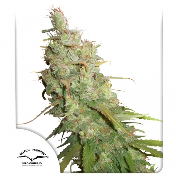 Auto Desfrán de Dutch Passion - Semillas de marihuana autofloreciente, portada.