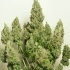 AUTO MAZAR (Dutch Passion Seeds)