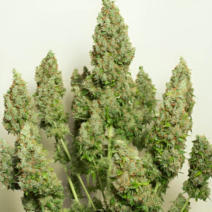 Semillas de marihuana feminizadas autoflorecientes Auto Mazar de Dutch Passion Seeds, cogollos enormes.