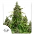 Semillas de marihuana feminizadas autoflorecientes Auto Mazar de Dutch Passion Seeds, cogollos.