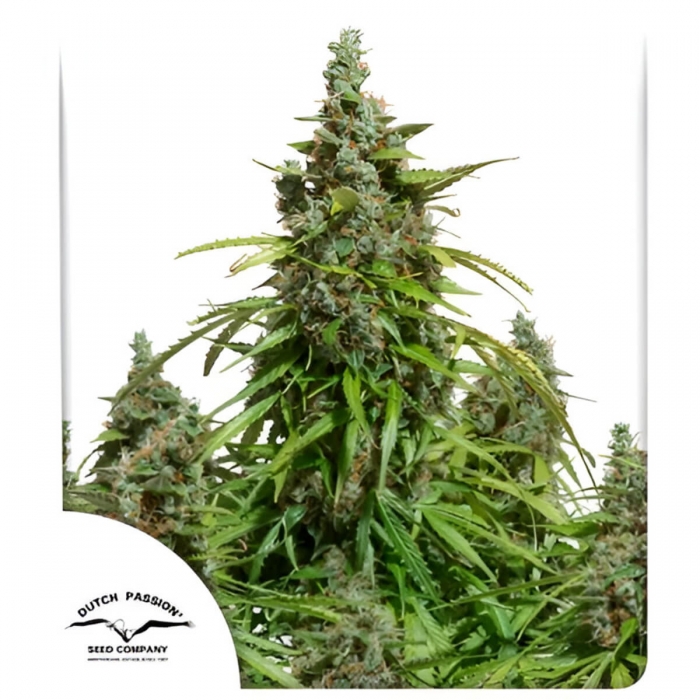 Semillas de marihuana feminizadas autoflorecientes Auto Mazar de Dutch Passion Seeds, cogollos.