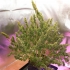 Semillas de marihuana feminizadas autoflorecientes Auto Mazar de Dutch Passion Seeds, planta de interior.
